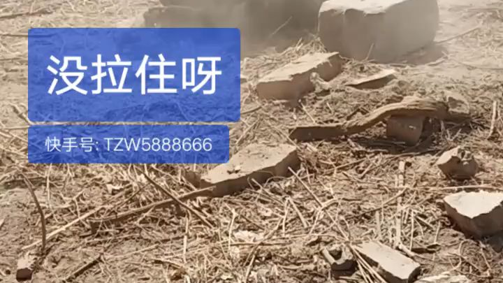狗狗